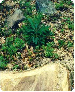 Oak regeneration after recent timber harvest