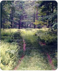 Graded and seeded skid trails