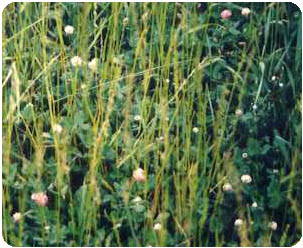 Clover in wildlife food plot