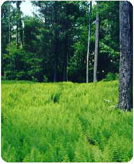 Ferns preventing forest regeneration
