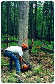 Timber harvester