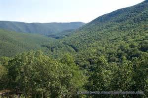 3trees.jpg